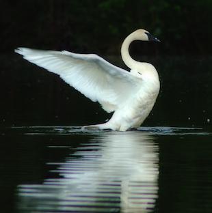 Swan Theme – Swan Lake album cover